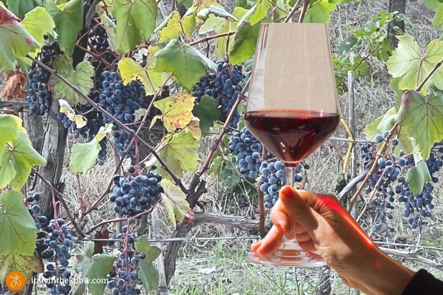 grapes in vineyard and hand holding glass of wine